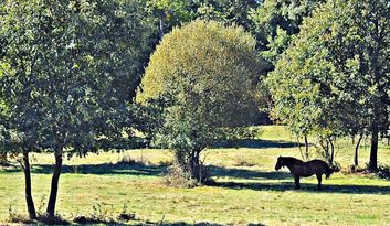 Manzanal. Intro image