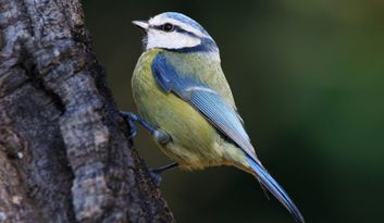 Eco-Challenge 9: Quiz image